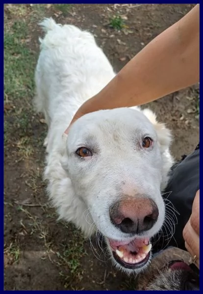 BOLLA dolcissima e giovane maremmana ha bisogno di una famiglia | Foto 3