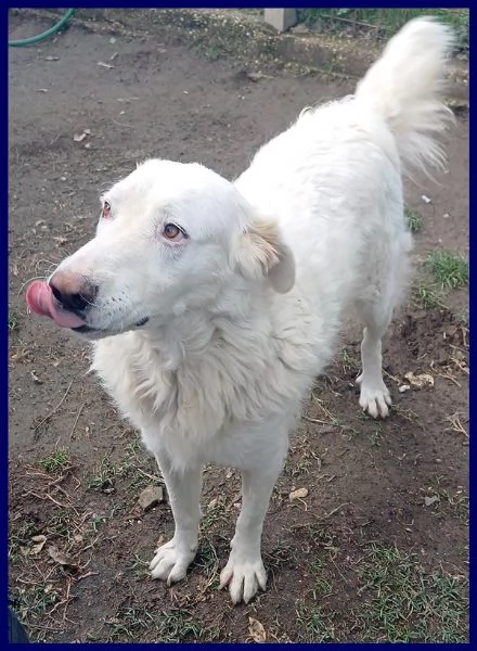 BOLLA dolcissima e giovane maremmana ha bisogno di una famiglia | Foto 2