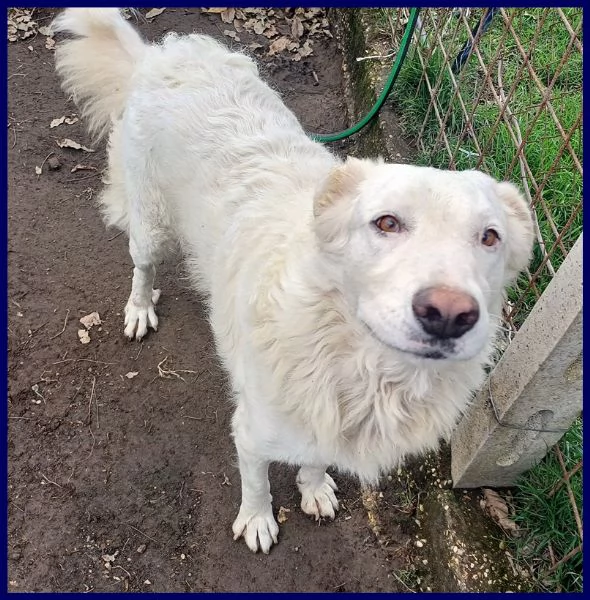 BOLLA dolcissima e giovane maremmana ha bisogno di una famiglia | Foto 1
