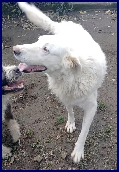 BOLLA dolcissima e giovane maremmana ha bisogno di una famiglia | Foto 0