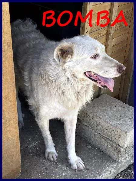 BOLLA dolcissima e giovane maremmana ha bisogno di una famiglia