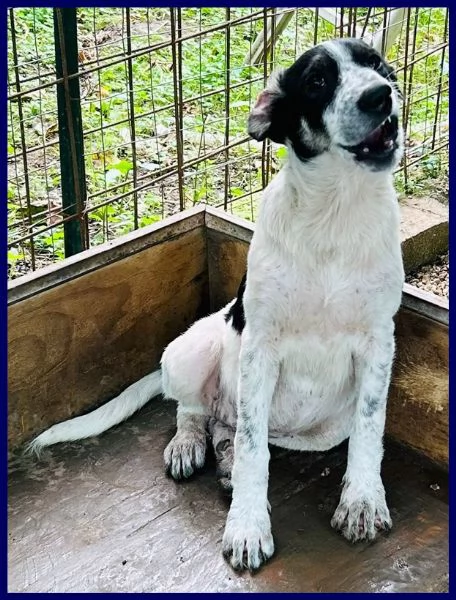 CLOE recuperata in strada affamata e spaventata | Foto 1