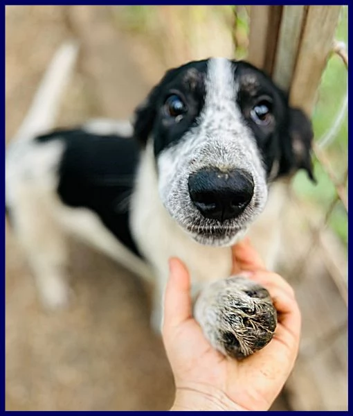 CLOE recuperata in strada affamata e spaventata | Foto 0