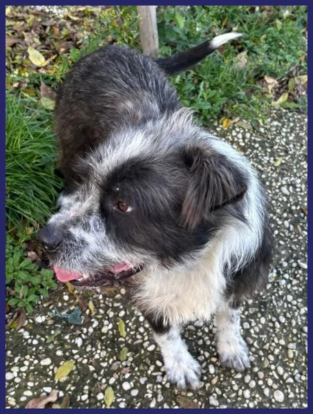 ROCCO bellissimo e pieno di vita urgente | Foto 1