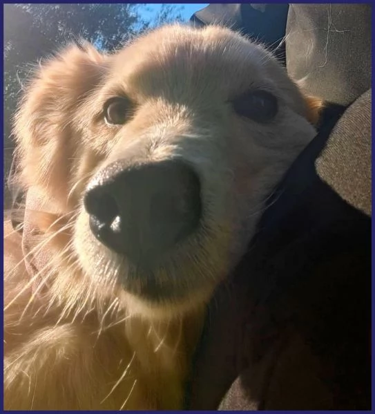 LUCKY COTONE un angelo che aspetta ancora | Foto 1