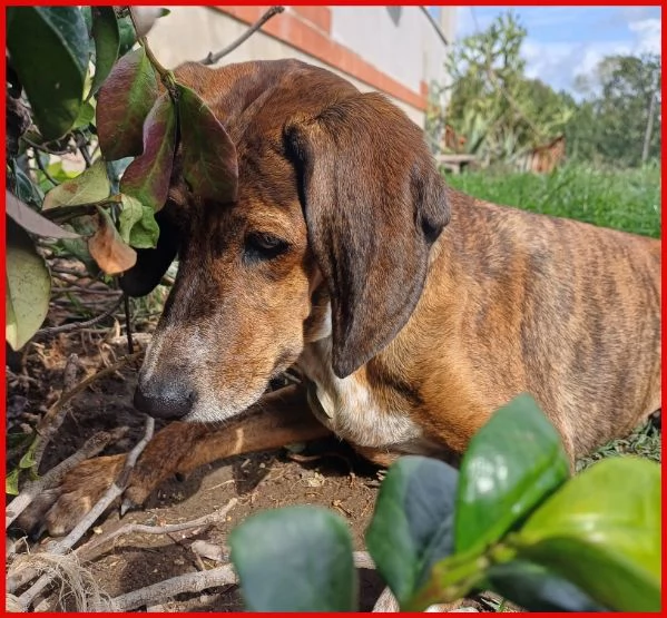 SVITOL segugetta 5 anni | Foto 0