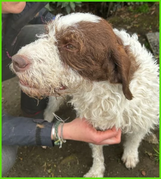 FORLI lagottino 2 anni con una brutta patologia | Foto 1