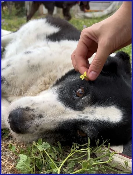 CHIANINA 12 anni in gabbia sogna una famiiglia | Foto 1
