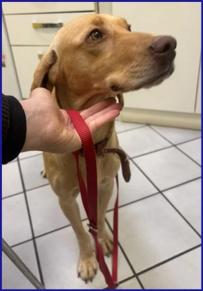 BAGIGIO cucciolone simil segugio bello e buono | Foto 2