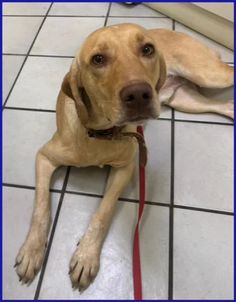 BAGIGIO cucciolone simil segugio bello e buono | Foto 1