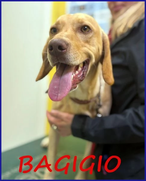 BAGIGIO cucciolone simil segugio bello e buono
