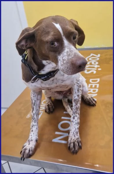 ARANCIA pointerina 3 anni e mezzo | Foto 2