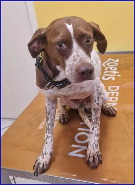 ARANCIA pointerina 3 anni e mezzo | Foto 0