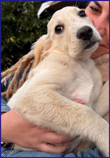 MIRTILLO cucciolo mix setter sopravvissuto ai fratelli | Foto 3