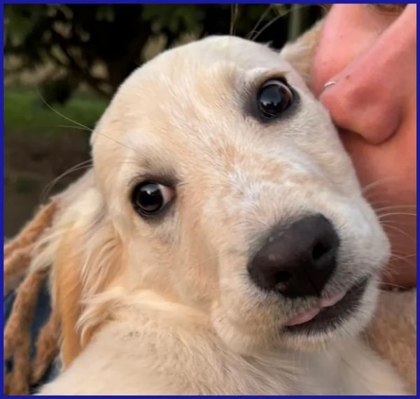 MIRTILLO cucciolo mix setter sopravvissuto ai fratelli | Foto 2