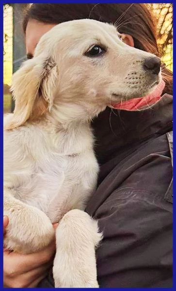 MIRTILLO cucciolo mix setter sopravvissuto ai fratelli | Foto 1