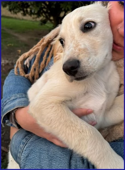 MIRTILLO cucciolo mix setter sopravvissuto ai fratelli | Foto 0