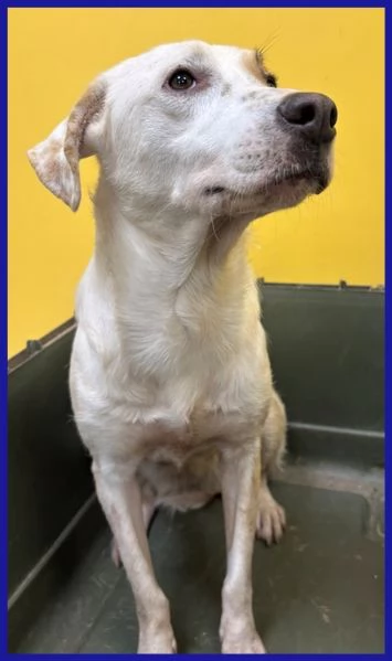 CALU' tenera cagnolina salvata dalla gabbia | Foto 2