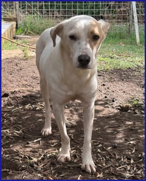 CALU' tenera cagnolina salvata dalla gabbia | Foto 1