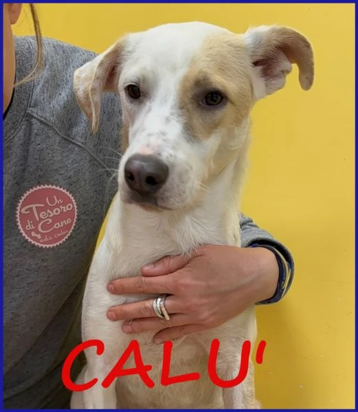 CALU' tenera cagnolina salvata dalla gabbia
