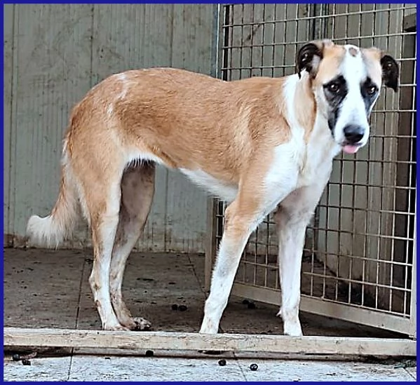 NORMA un po' timorsa  sogna una famiglia | Foto 0