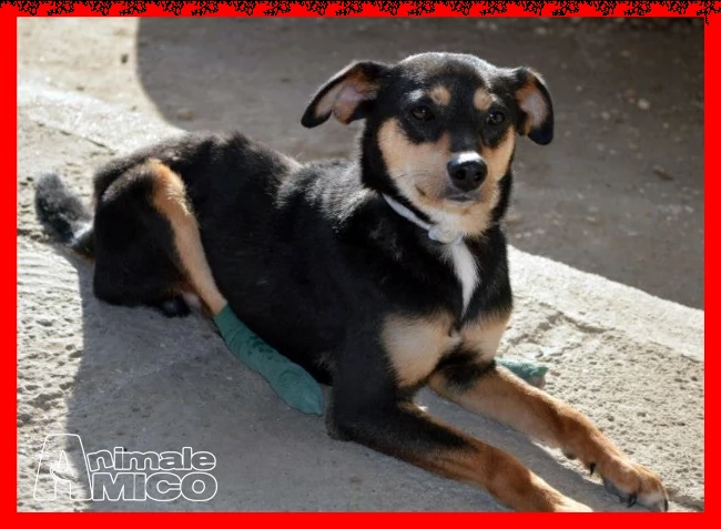 rudy nessuno lo vuole perchè disabile da 3 anni in stallo | Foto 4