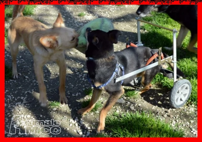 rudy nessuno lo vuole perchè disabile da 3 anni in stallo | Foto 3