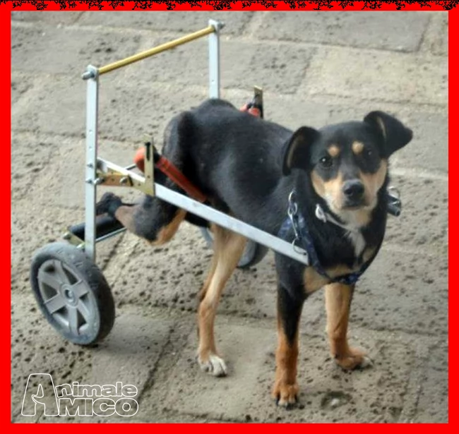 rudy nessuno lo vuole perchè disabile da 3 anni in stallo | Foto 2