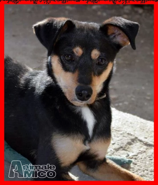 rudy nessuno lo vuole perchè disabile da 3 anni in stallo | Foto 1