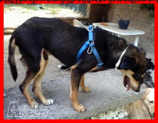 rudy nessuno lo vuole perchè disabile da 3 anni in stallo | Foto 0