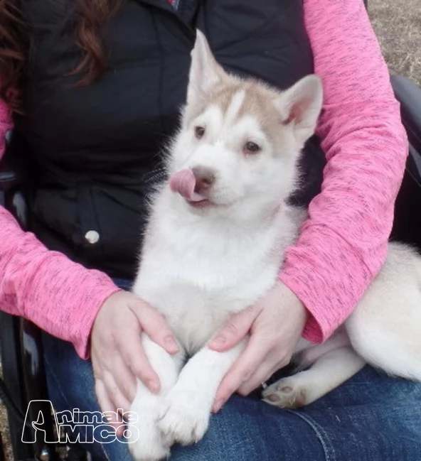 siberian husky kucciolata occhi azzurri! | Foto 0