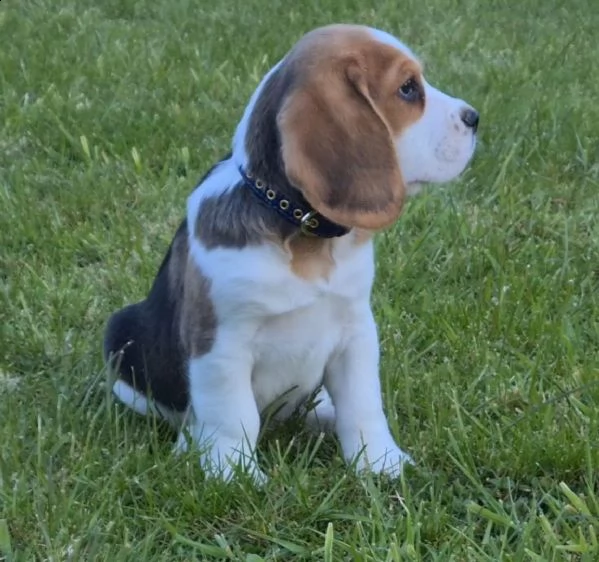 due cuccioli di beagle maschio e femmina | Foto 1