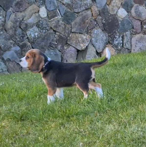 due cuccioli di beagle maschio e femmina | Foto 0