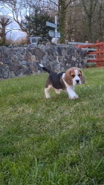 due cuccioli di beagle maschio e femmina