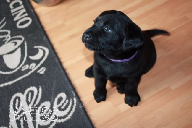 labrador retriever maschio e femmina. | Foto 2