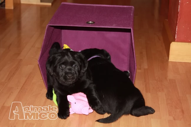 labrador retriever maschio e femmina. | Foto 1