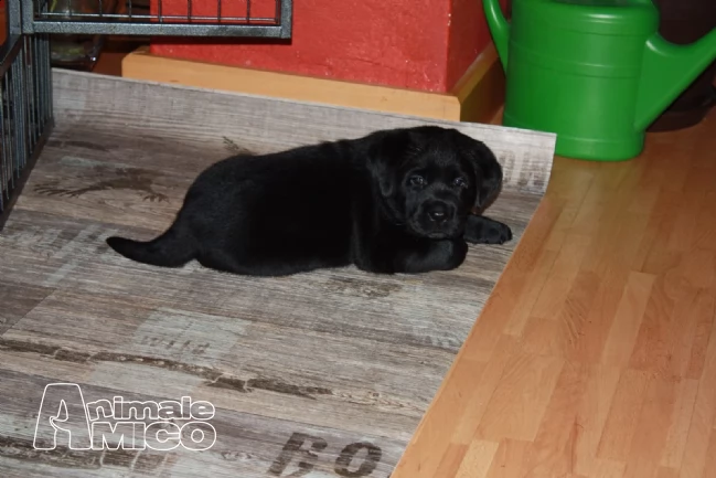 labrador retriever maschio e femmina. | Foto 0