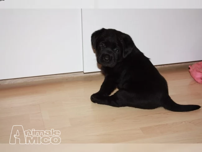 labrador retriever maschio e femmina.
