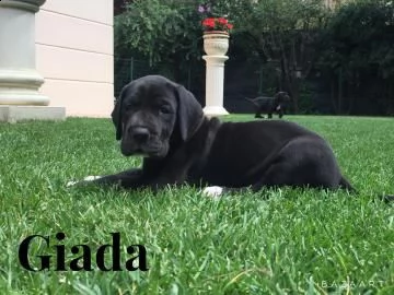 alani neri e arlecchini | Foto 0