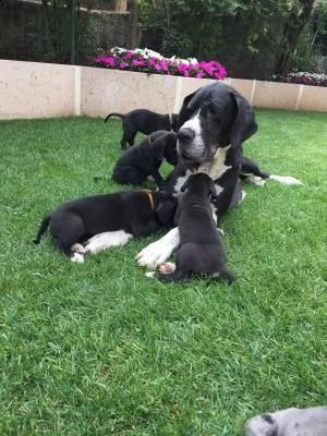 alani neri e arlecchini