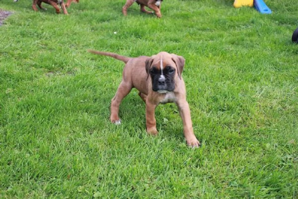 cuccioli di boxer alta genealogia | Foto 0