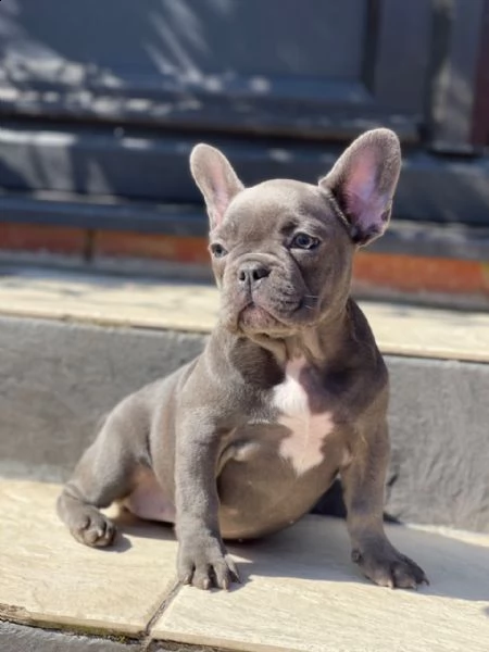 cuccioli di bouledogue francese blu | Foto 1