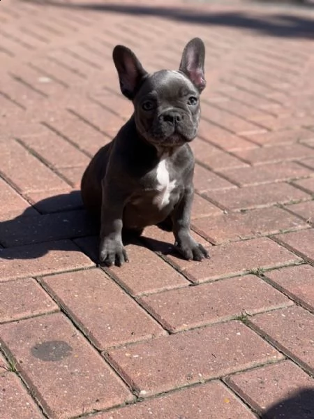cuccioli di bouledogue francese blu | Foto 0