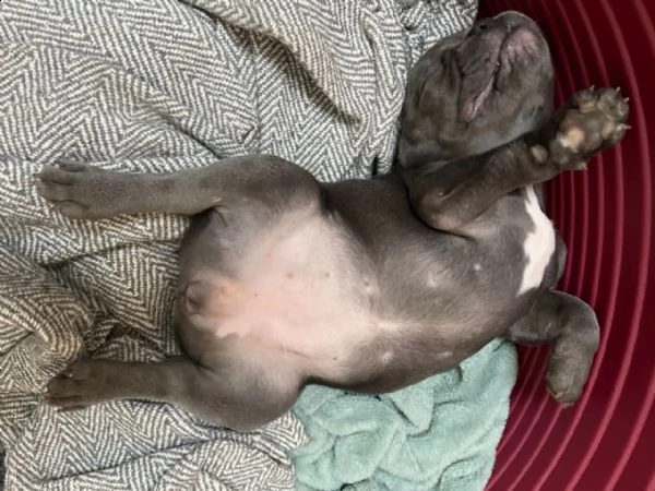 cuccioli di bouledogue francese blu