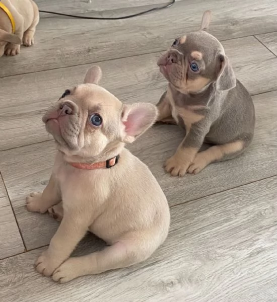 bouledogue francese cuccioli