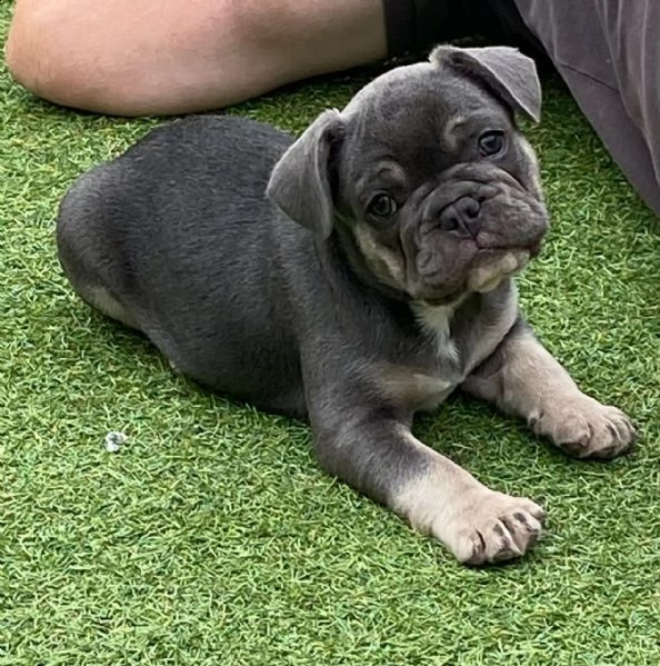bouledogue francese cuccioli | Foto 2