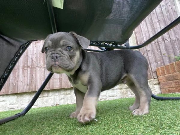 bouledogue francese cuccioli | Foto 1