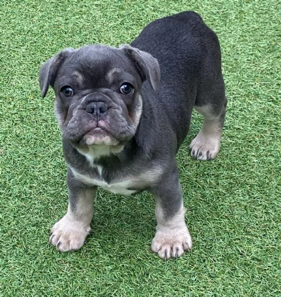 bouledogue francese cuccioli | Foto 0