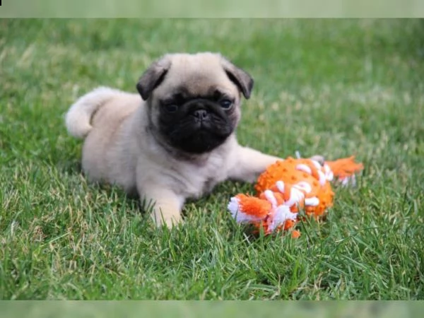 splendido cucciolo di carlino fulvo di eccellente genealogia | Foto 2