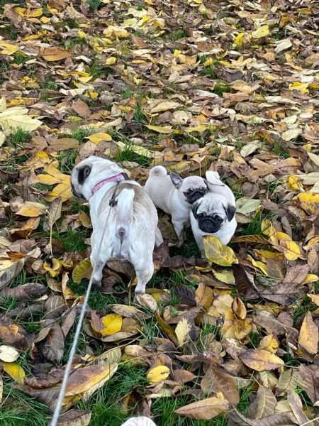 splendido cucciolo di carlino fulvo di eccellente genealogia | Foto 1